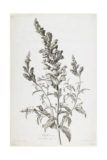 Mufle De Veau From Fleurs Dessinees Dapres Nature C 1800 Giclee Print By Gerard Van Spaendonck Artcom