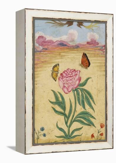 Mughal Miniature Painting Depicting a Peony with Birds of Paradise and Butterflies-Stapleton Collection-Framed Premier Image Canvas