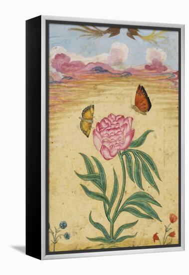 Mughal Miniature Painting Depicting a Peony with Birds of Paradise and Butterflies-Stapleton Collection-Framed Premier Image Canvas