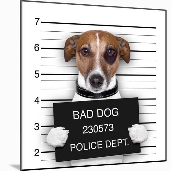 Mugshot Dog-Javier Brosch-Mounted Photographic Print