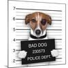 Mugshot Dog-Javier Brosch-Mounted Giclee Print