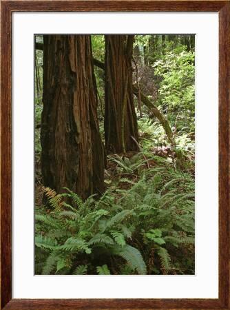 Muir Woods Marin Headlands California Photographic Print By Anna