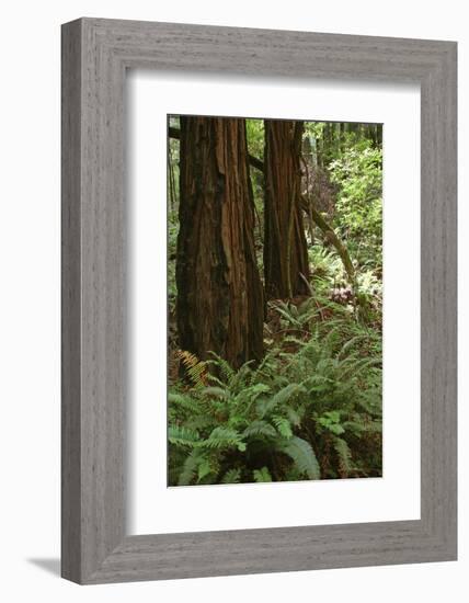 Muir Woods, Marin Headlands, California-Anna Miller-Framed Photographic Print