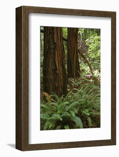 Muir Woods, Marin Headlands, California-Anna Miller-Framed Photographic Print