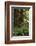 Muir Woods, Marin Headlands, California-Anna Miller-Framed Photographic Print