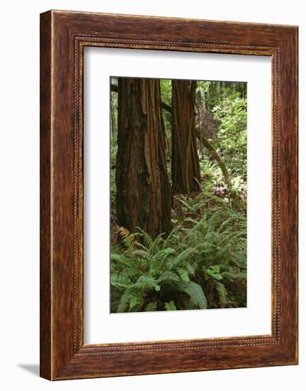 Muir Woods, Marin Headlands, California-Anna Miller-Framed Photographic Print