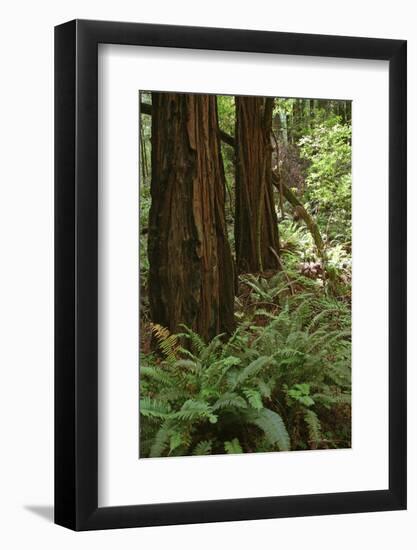 Muir Woods, Marin Headlands, California-Anna Miller-Framed Photographic Print