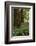 Muir Woods, Marin Headlands, California-Anna Miller-Framed Photographic Print