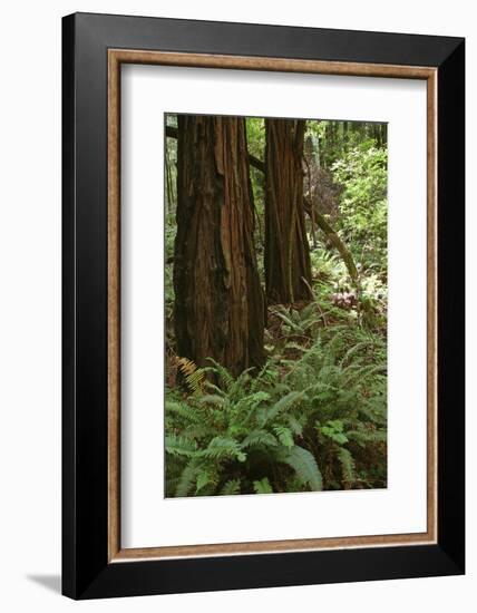 Muir Woods, Marin Headlands, California-Anna Miller-Framed Photographic Print