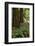 Muir Woods, Marin Headlands, California-Anna Miller-Framed Photographic Print