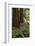 Muir Woods, Marin Headlands, California-Anna Miller-Framed Photographic Print