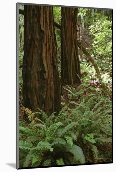 Muir Woods, Marin Headlands, California-Anna Miller-Mounted Photographic Print