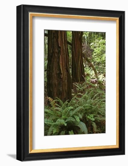 Muir Woods, Marin Headlands, California-Anna Miller-Framed Photographic Print