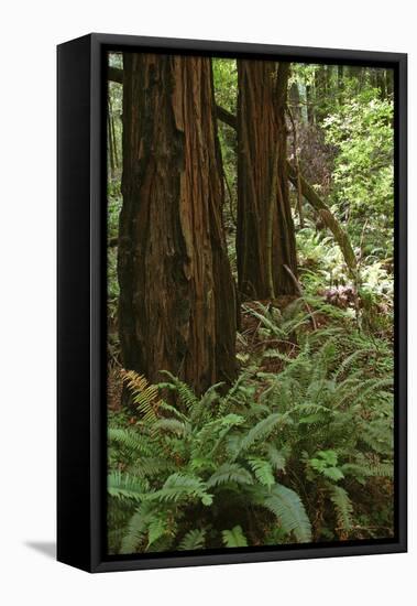 Muir Woods, Marin Headlands, California-Anna Miller-Framed Premier Image Canvas