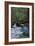 Muir Woods National Monument, California - Blue Heron-Lantern Press-Framed Art Print