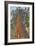 Muir Woods National Monument, California - Looking Up Tree-Lantern Press-Framed Art Print