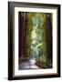 Muir Woods National Monument, California - Pathway-Lantern Press-Framed Art Print