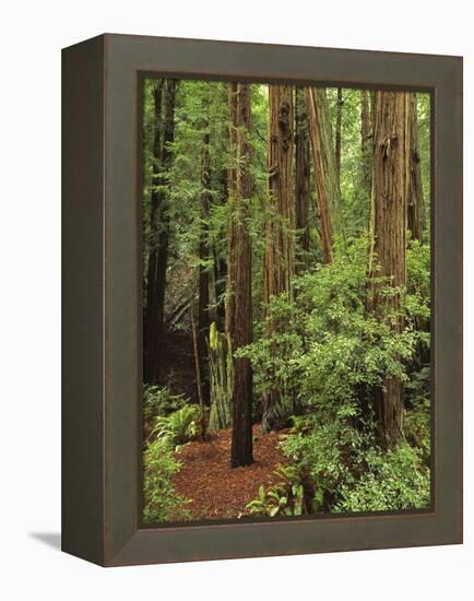 Muir Woods National Monument, Redwood Forest, California, Usa-Gerry Reynolds-Framed Premier Image Canvas