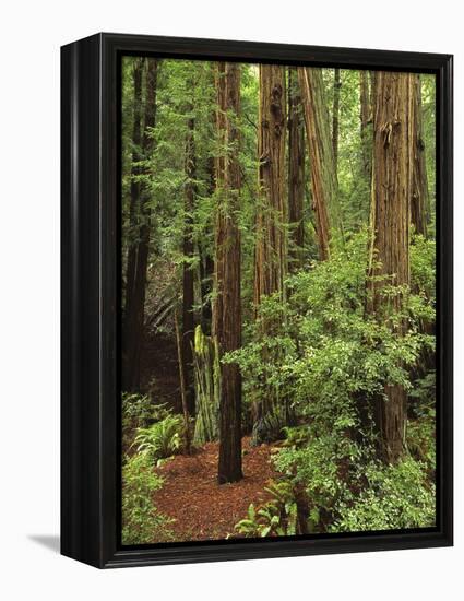 Muir Woods National Monument, Redwood Forest, California, Usa-Gerry Reynolds-Framed Premier Image Canvas