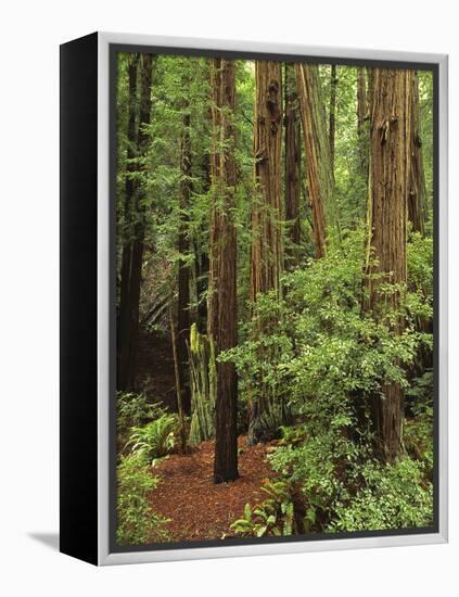 Muir Woods National Monument, Redwood Forest, California, Usa-Gerry Reynolds-Framed Premier Image Canvas