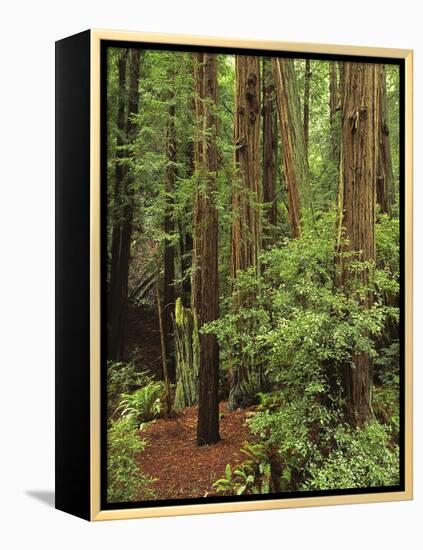 Muir Woods National Monument, Redwood Forest, California, Usa-Gerry Reynolds-Framed Premier Image Canvas