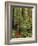 Muir Woods National Monument, Redwood Forest, California, Usa-Gerry Reynolds-Framed Photographic Print