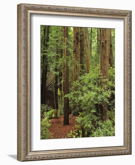 Muir Woods National Monument, Redwood Forest, California, Usa-Gerry Reynolds-Framed Photographic Print