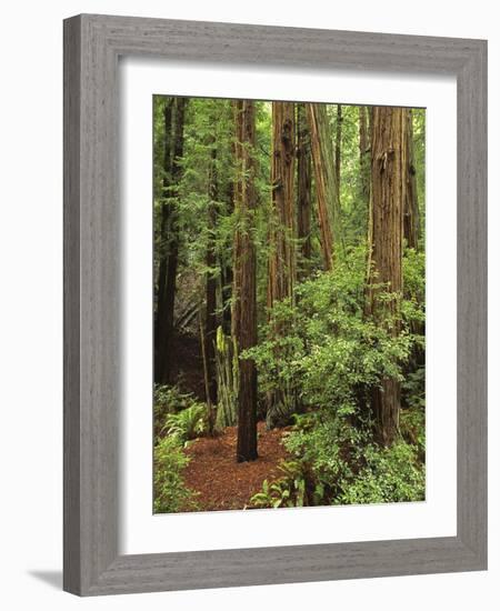 Muir Woods National Monument, Redwood Forest, California, Usa-Gerry Reynolds-Framed Photographic Print