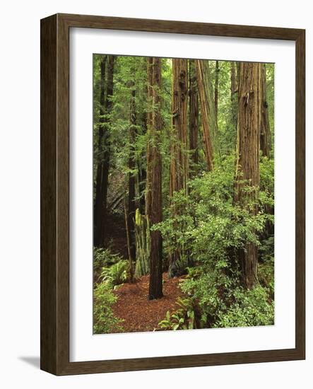 Muir Woods National Monument, Redwood Forest, California, Usa-Gerry Reynolds-Framed Photographic Print