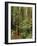 Muir Woods National Monument, Redwood Forest, California, Usa-Gerry Reynolds-Framed Photographic Print