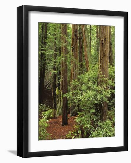 Muir Woods National Monument, Redwood Forest, California, Usa-Gerry Reynolds-Framed Photographic Print