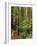 Muir Woods National Monument, Redwood Forest, California, Usa-Gerry Reynolds-Framed Photographic Print