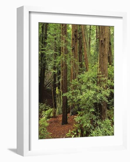 Muir Woods National Monument, Redwood Forest, California, Usa-Gerry Reynolds-Framed Photographic Print