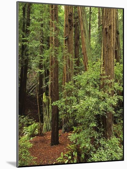 Muir Woods National Monument, Redwood Forest, California, Usa-Gerry Reynolds-Mounted Photographic Print