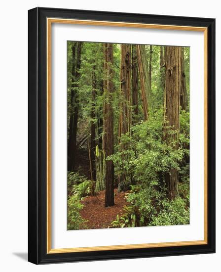 Muir Woods National Monument, Redwood Forest, California, Usa-Gerry Reynolds-Framed Photographic Print