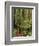 Muir Woods National Monument, Redwood Forest, California, Usa-Gerry Reynolds-Framed Photographic Print