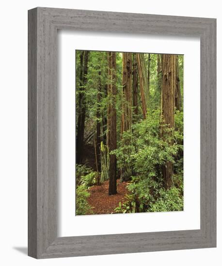 Muir Woods National Monument, Redwood Forest, California, Usa-Gerry Reynolds-Framed Photographic Print