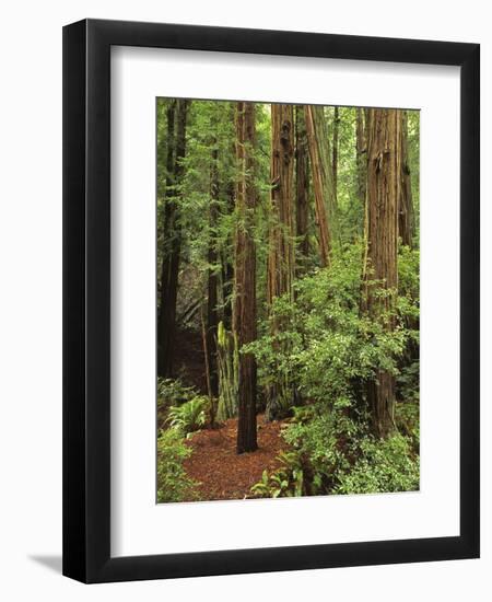 Muir Woods National Monument, Redwood Forest, California, Usa-Gerry Reynolds-Framed Photographic Print