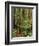 Muir Woods National Monument, Redwood Forest, California, Usa-Gerry Reynolds-Framed Photographic Print