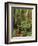 Muir Woods National Monument, Redwood Forest, California, Usa-Gerry Reynolds-Framed Photographic Print