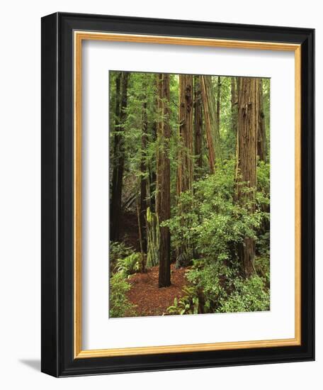 Muir Woods National Monument, Redwood Forest, California, Usa-Gerry Reynolds-Framed Photographic Print