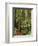 Muir Woods National Monument, Redwood Forest, California, Usa-Gerry Reynolds-Framed Photographic Print