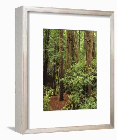 Muir Woods National Monument, Redwood Forest, California, Usa-Gerry Reynolds-Framed Photographic Print