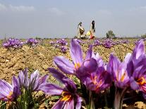 Kashmiri Women Row their Shikara in Dal lake in Srinagar, India-Mukhtar Khan-Photographic Print