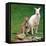 Mulali, Right, a Two-Year-Old Albino Grey Kangeroo Stands Next to Her Joey-null-Framed Premier Image Canvas