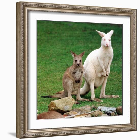 Mulali, Right, a Two-Year-Old Albino Grey Kangeroo Stands Next to Her Joey-null-Framed Photographic Print