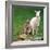 Mulali, Right, a Two-Year-Old Albino Grey Kangeroo Stands Next to Her Joey-null-Framed Photographic Print