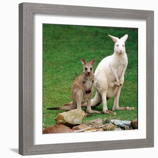 Mulali, Right, a Two-Year-Old Albino Grey Kangeroo Stands Next to Her Joey-null-Framed Photographic Print