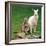 Mulali, Right, a Two-Year-Old Albino Grey Kangeroo Stands Next to Her Joey-null-Framed Photographic Print