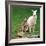 Mulali, Right, a Two-Year-Old Albino Grey Kangeroo Stands Next to Her Joey-null-Framed Photographic Print